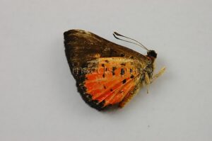 Riodinidae spp. A1