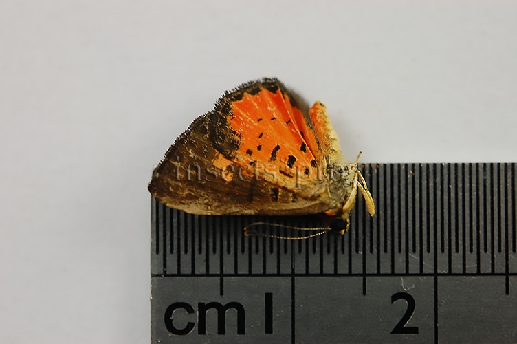 Riodinidae spp. A1 - Image 2