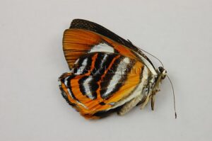 Euselasia uzita A1 ♀ RARE