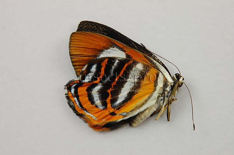 Euselasia uzita A1 ♀ RARE