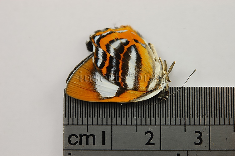 Euselasia uzita A1 ♀ RARE - Image 2
