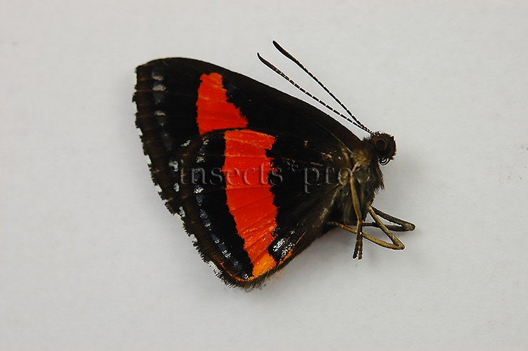 Crocozona sp. A1 ♂ RARE