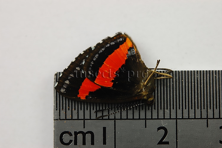 Crocozona sp. A1 ♂ RARE - Image 2