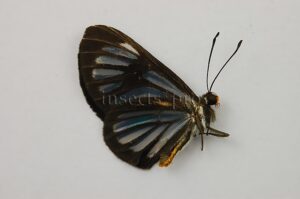 Brachyglenis sp.
