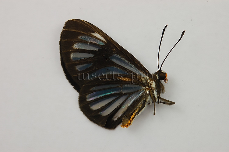 Brachyglenis sp.