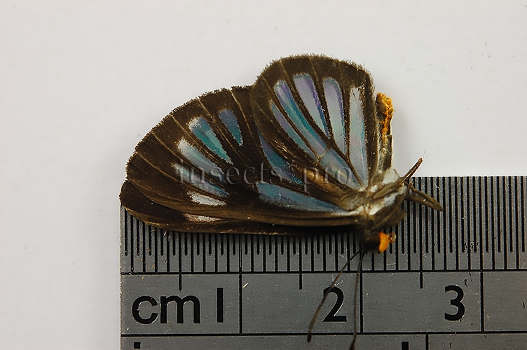 Brachyglenis sp. - Image 2