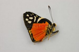 Symmachia rubina separata A1