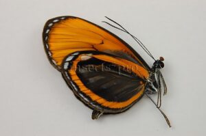 Napeogenes sylphis n. ssp. A1  RARE ITHOMIINAE
