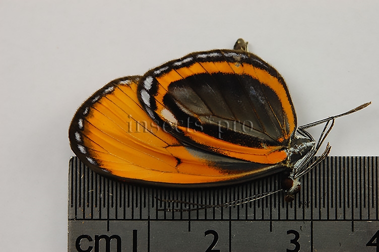 Napeogenes sylphis n. ssp. A1 RARE ITHOMIINAE - Image 2