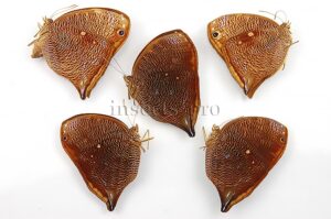 Bia actorion A1 ♂♀ SET of 4 sp.