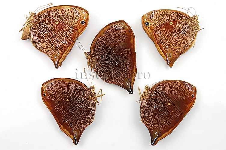 Bia actorion A1 ♂♀ SET of 4 sp.