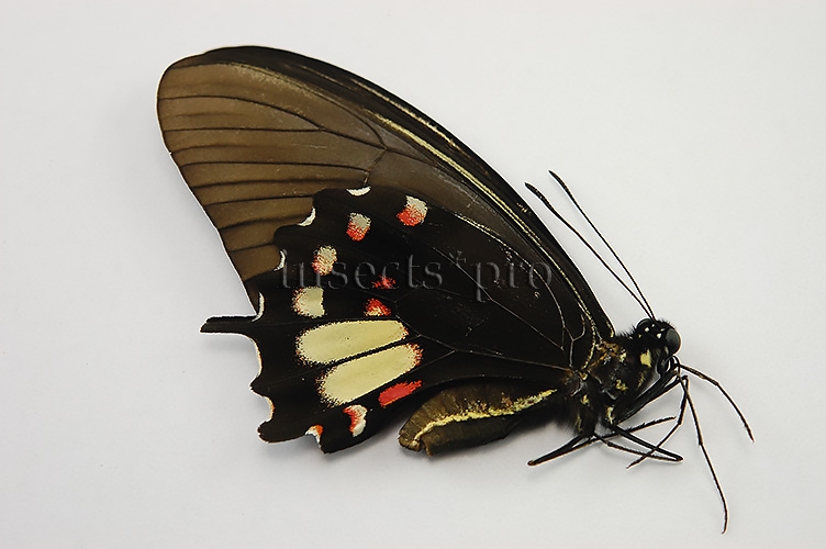 Heraclides torquatus torquatus f. flavida A1 ♀ YELLOWISH FORM - Image 2