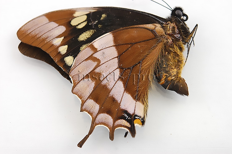 Pterourus warscewiczii warscewiczii ♂ - Image 2