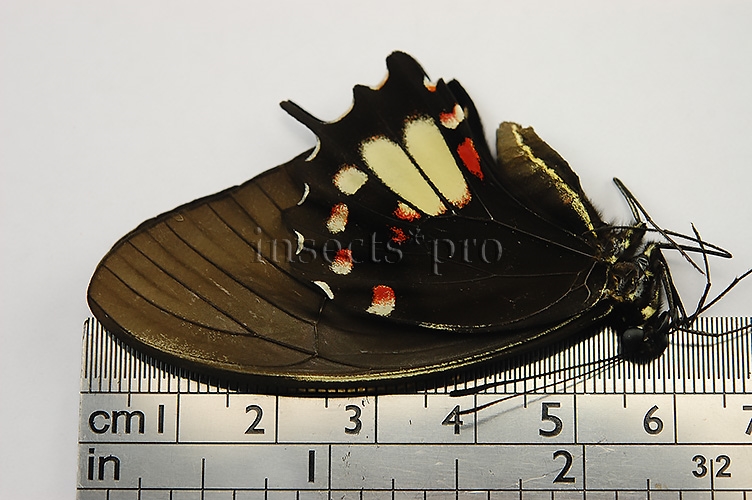 Heraclides torquatus torquatus f. flavida A1 ♀ YELLOWISH FORM - Image 3