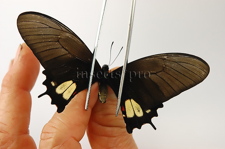 Heraclides torquatus torquatus f. flavida A1 ♀ YELLOWISH FORM