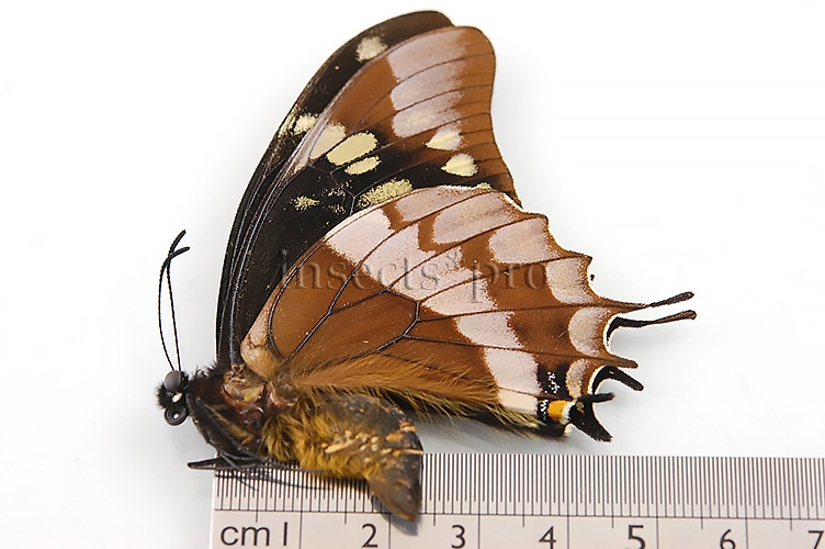 Pterourus warscewiczii warscewiczii ♂ - Image 3