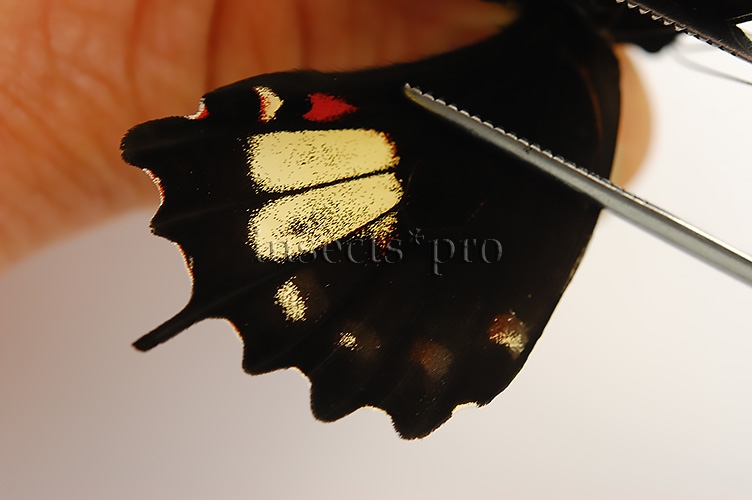 Heraclides torquatus torquatus f. flavida A1 ♀ YELLOWISH FORM - Image 4
