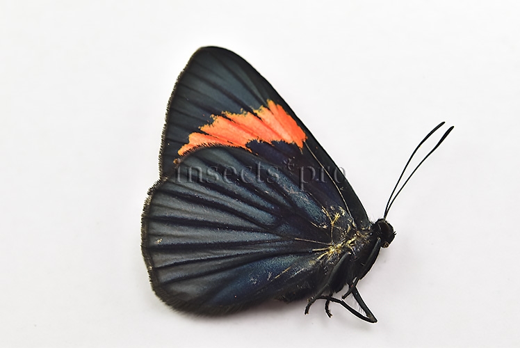 Necyria bellona westwoodi A1 ♀ - Image 2