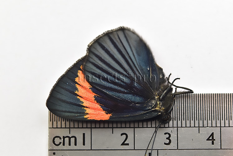 Necyria bellona westwoodi A1 ♀ - Image 3