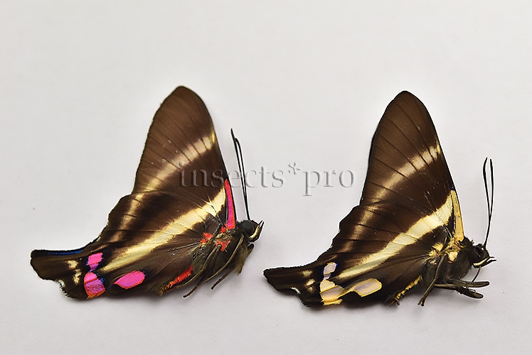 Rhetus periander A1 ♂ ABERRATION* PALE SPECIMEN SET of 2 sp.