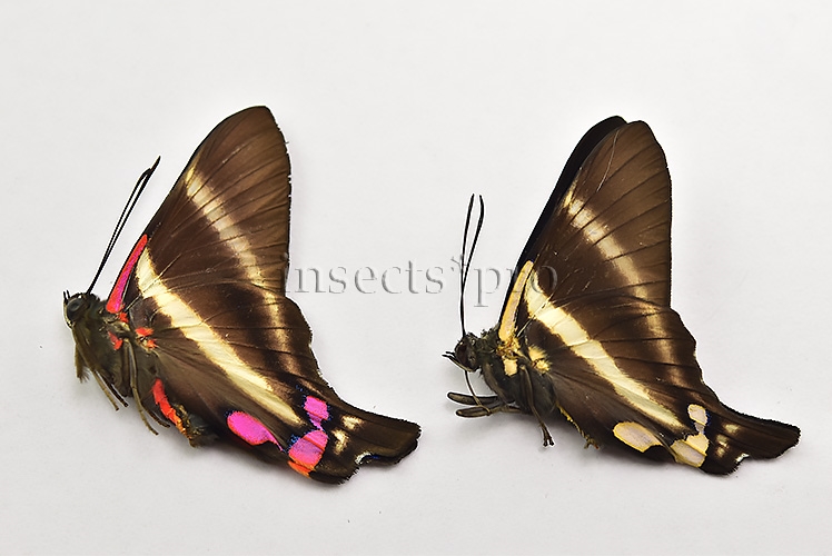 Rhetus periander A1 ♂ ABERRATION* PALE SPECIMEN SET of 2 sp. - Image 2