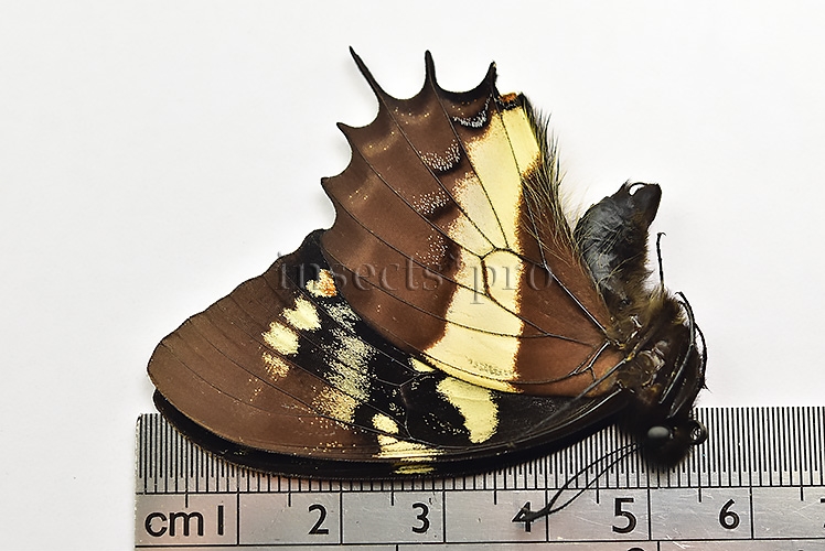 Pterourus cacicus inca A1 ♂ - Image 3