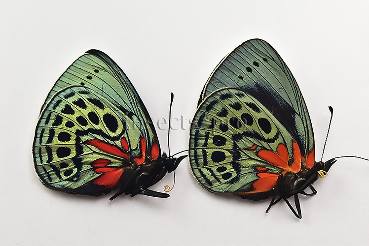 Asterope leprieuri optima A1 ♂♀ PAIR (male + female) - Image 2