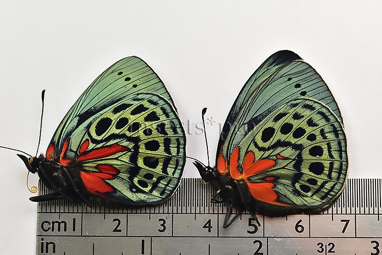 Asterope leprieuri optima A1 ♂♀ PAIR (male + female) - Image 3