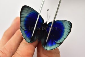 Asterope leprieuri optima A1 ♂♀ PAIR (male + female)