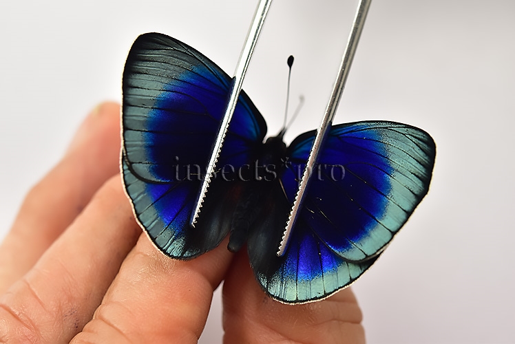 Asterope leprieuri optima A1 ♂♀ PAIR (male + female)