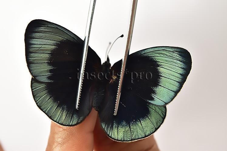 Asterope leprieuri optima A1 ♂♀ PAIR (male + female) - Image 4
