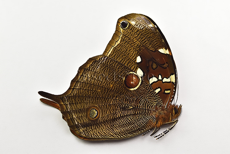 Opoptera aorsa A1 ♂ - Image 2