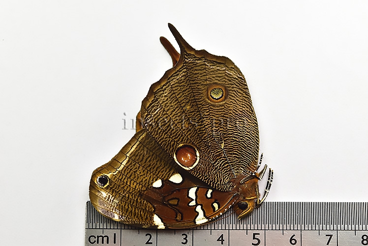 Opoptera aorsa A1 ♂ - Image 3