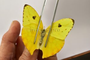 Phoebis neocypris rurina A1 ♀