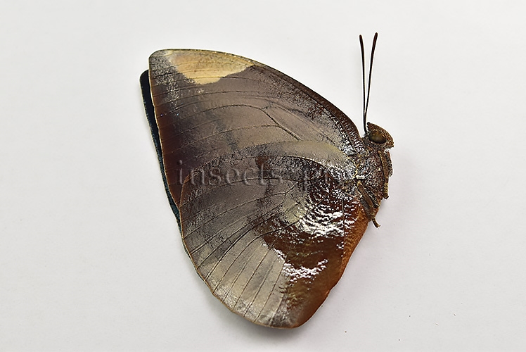 Anaea polyxo A1 ♂ - Image 2
