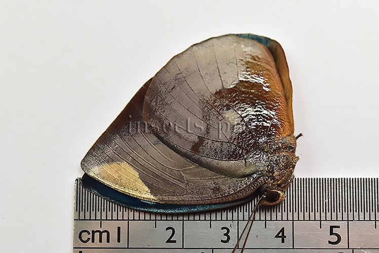 Anaea polyxo A1 ♂ - Image 3