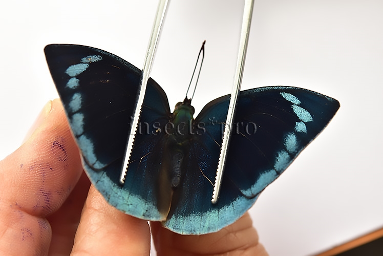 Anaea polyxo A1 ♂