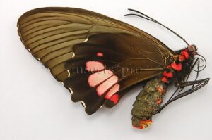 Parides vertumnus bogotanus A1 ♀