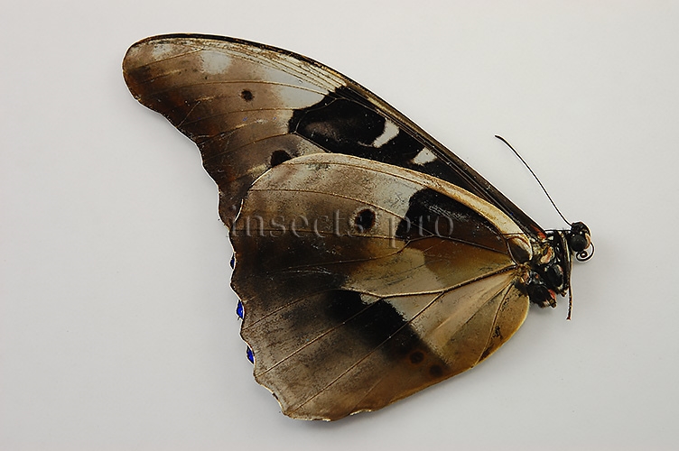 Morpho rhetenor rhetenor ♂ - Image 2