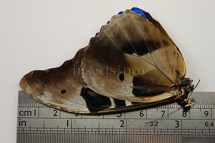 Morpho rhetenor rhetenor ♂ - Image 3