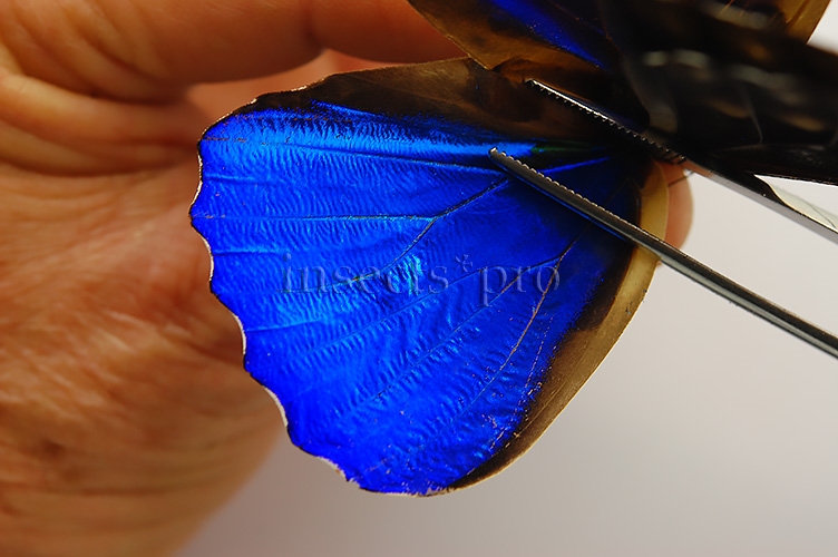 Morpho rhetenor rhetenor ♂ - Image 4