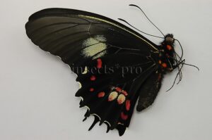 Heraclides isidorus tingo ♂