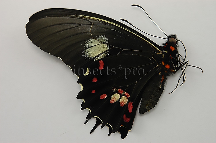 Heraclides isidorus tingo ♂