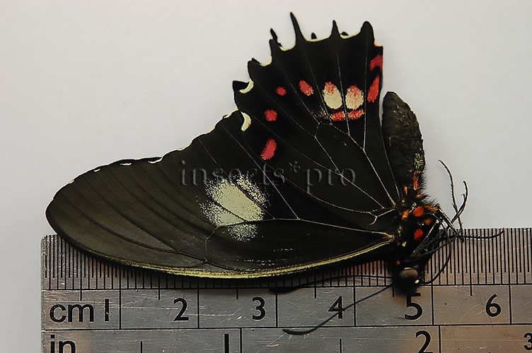 Heraclides isidorus tingo ♂ - Image 2