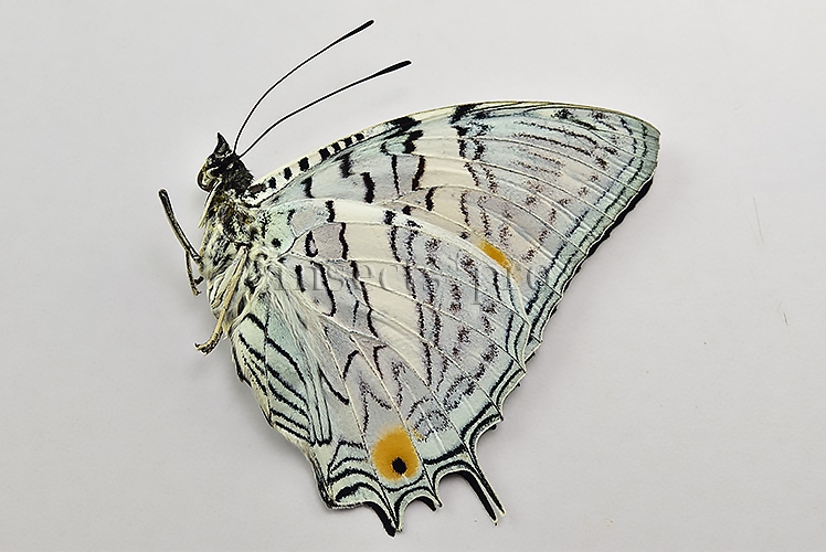Baeotus japetus A1 ♂ - Image 2