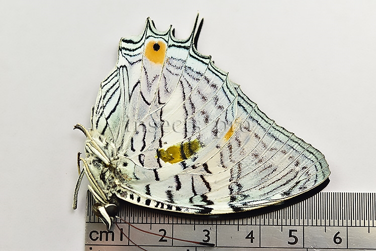 Baeotus japetus A1 ♂ - Image 3