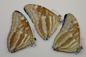 :::BULK SALE:::: Morpho marcus intermedia A1 ♂