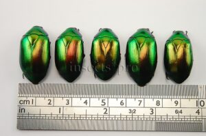 Dorysthetus fulgidus ♂♀ SET of 5 sp.