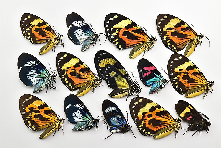 Arctiidae spp. A1 ♂♀ MIXED SET of 14 sp.
