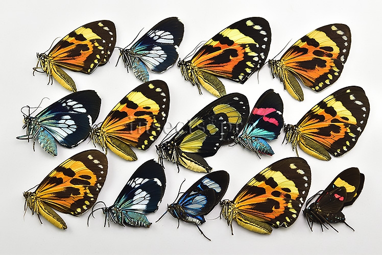 Arctiidae spp. A1 ♂♀ MIXED SET of 14 sp. - Image 2